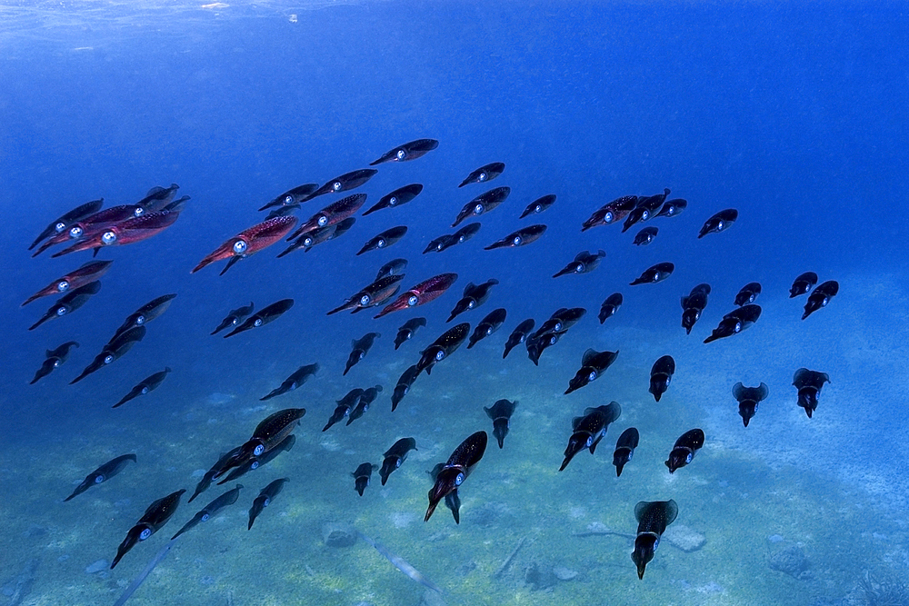 Bigfin reef squid, Sepioteuthis lessoniana, schooling, Rongelap, Marshall Islands, Micronesia