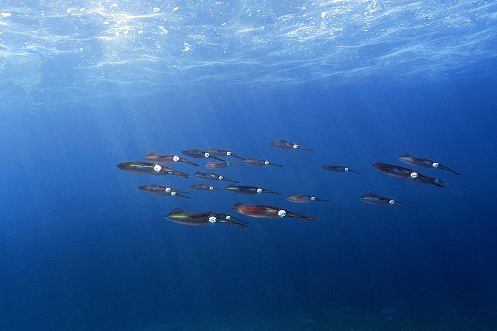 Bigfin reef squid, Sepioteuthis lessoniana, schooling, Rongelap, Marshall Islands, Micronesia