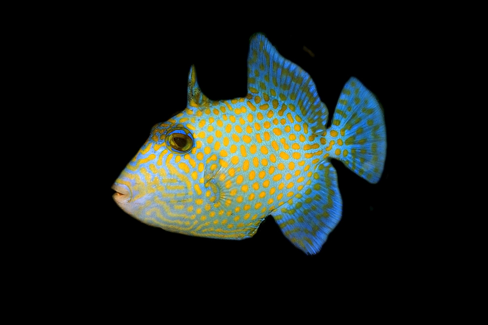 Juvenile blue triggerfish, Pseudobalistes fuscus, Rongelap, Marshall Islands, Micronesia