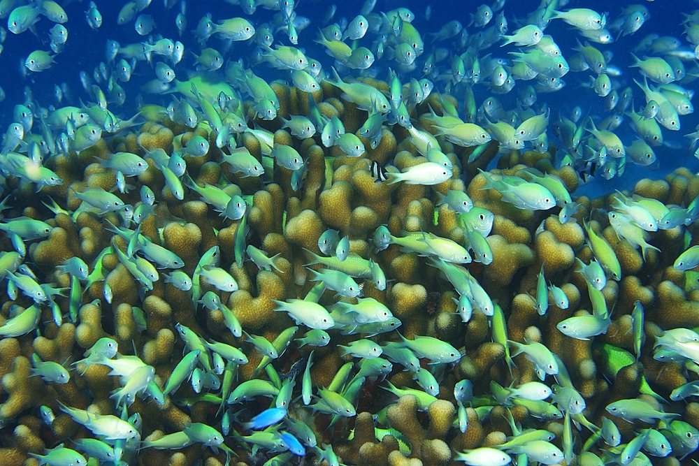 Blue-green chromis, Chromis viridis, Rongelap, Marshall Islands, Micronesia