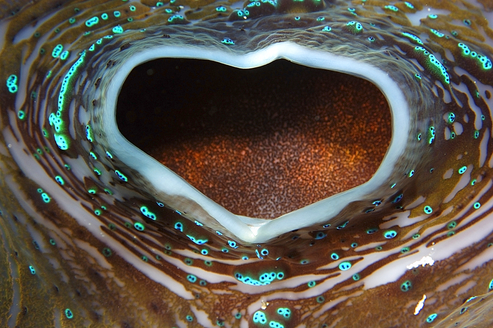 Giant clam, Tridacna gigas, siphon detail, Rongelap, Marshall Islands, Micronesia