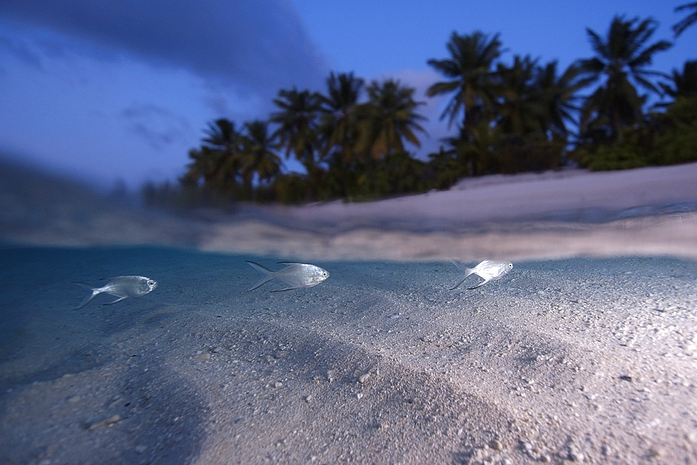 Split image of Smallspotted dart, Trachinotus baillonii, swimming along the sandy shore at dusk, Rongelap, Marshall Islands, Micronesia