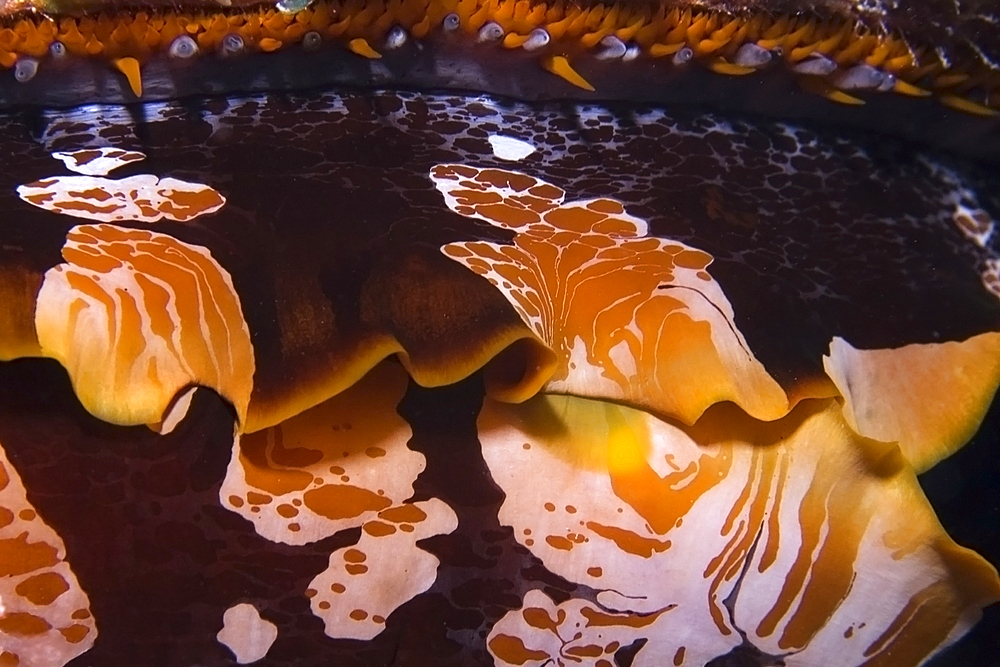 Thorny oyster, Spondylus varius, Rongelap, Marshall Islands, Micronesia