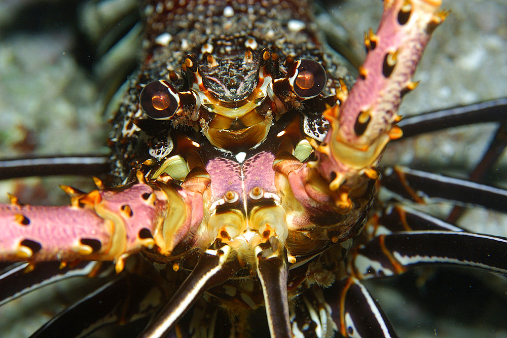 Stripe-leg spiny lobster, Panulirus femoristriga, eye and rostrum detail, Short drop-off, Palau, Micronesia.