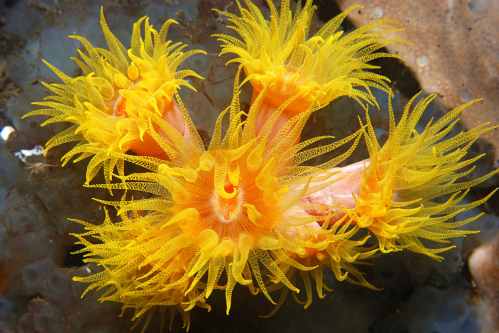 Orange cup coral, Tubastrea faulkneri, Dumaguete, Negros Island, Philippines.