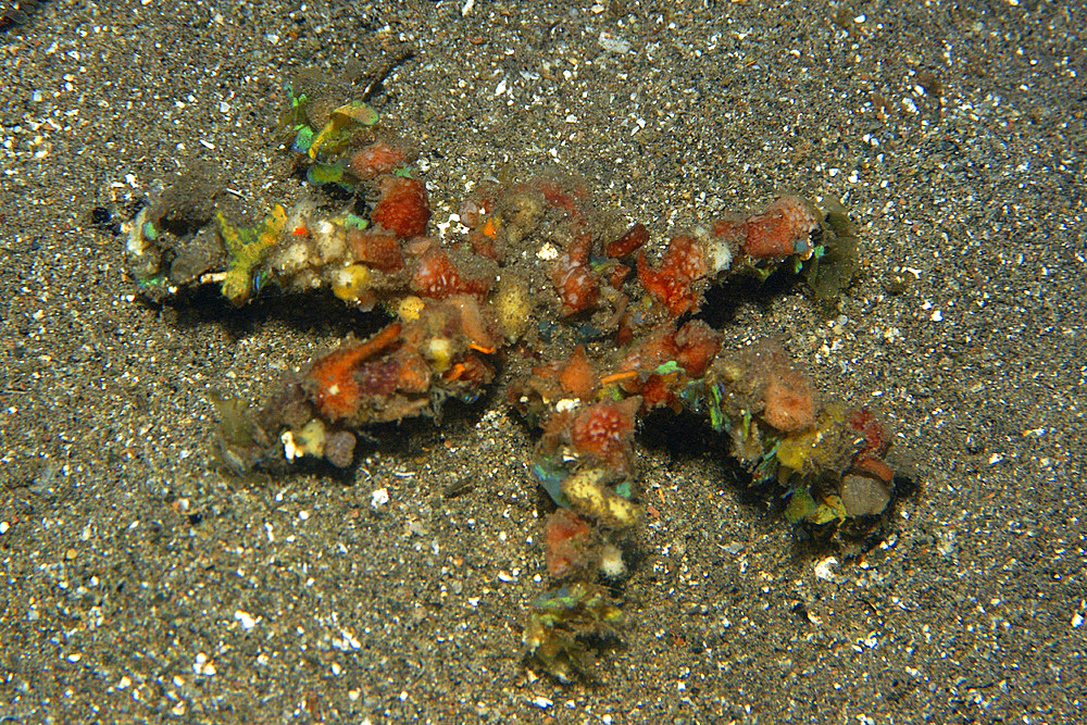 Colorful decorator crab, Camposcia retusa, at night, Dumaguete, Negros Island, Philippines.