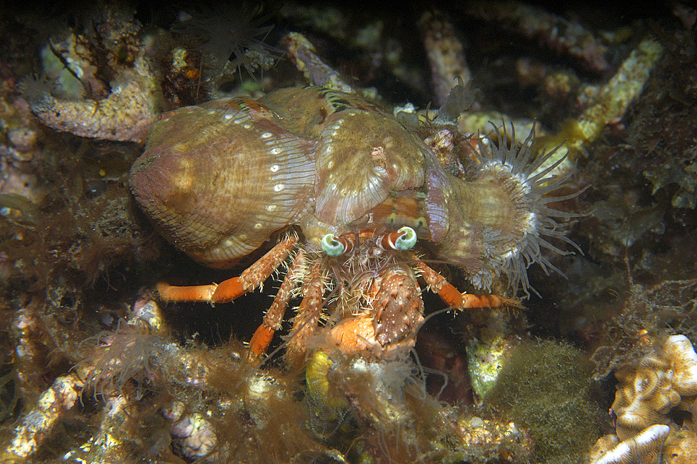 Anemone hermit crab, Dardanus pedunculatus, Dumaguete, Negros Island, Philippines.