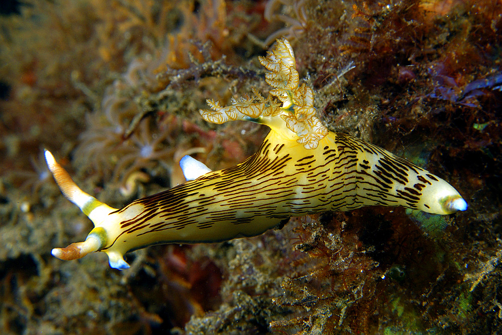 Nudibranch, Atlantis house reef, Dumaguete, Negros Island, Philippines.