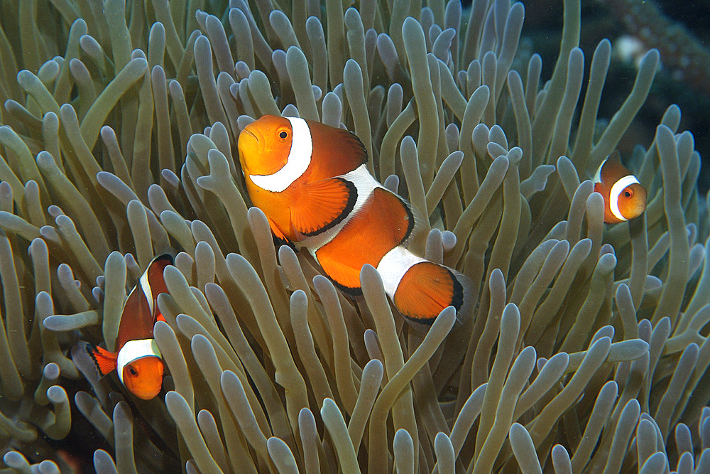 Family of false clown anemone fish, Amphiprion ocellaris, seeking refuge in sea anemone, Masaplod, Dumaguete, Negros Island, Philippines.