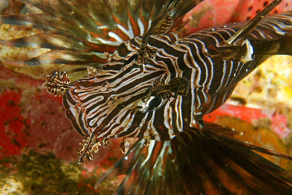 Common lionfish, Pterois volitans, blends in with a variety of soft corals and sponges, Cars, Dumaguete, Negros Island, Philippines.