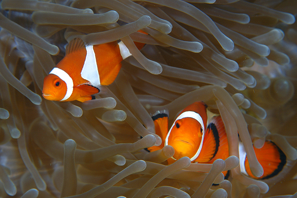 False clown anemone fish, Amphiprion ocellaris, Dauin, Dumaguete, Negros Island, Philippines.