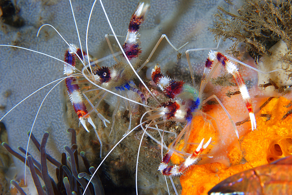 Banded coral (cleaner) shrimp, Stenopus hispidus, Dumaguete, Negros Island, Philippines.