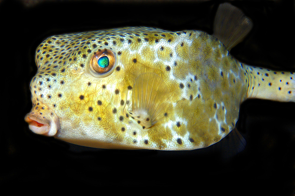 Shortnose boxfish, Rhynchostracion nasus, at night, Dumaguete, Negros Island, Philippines.