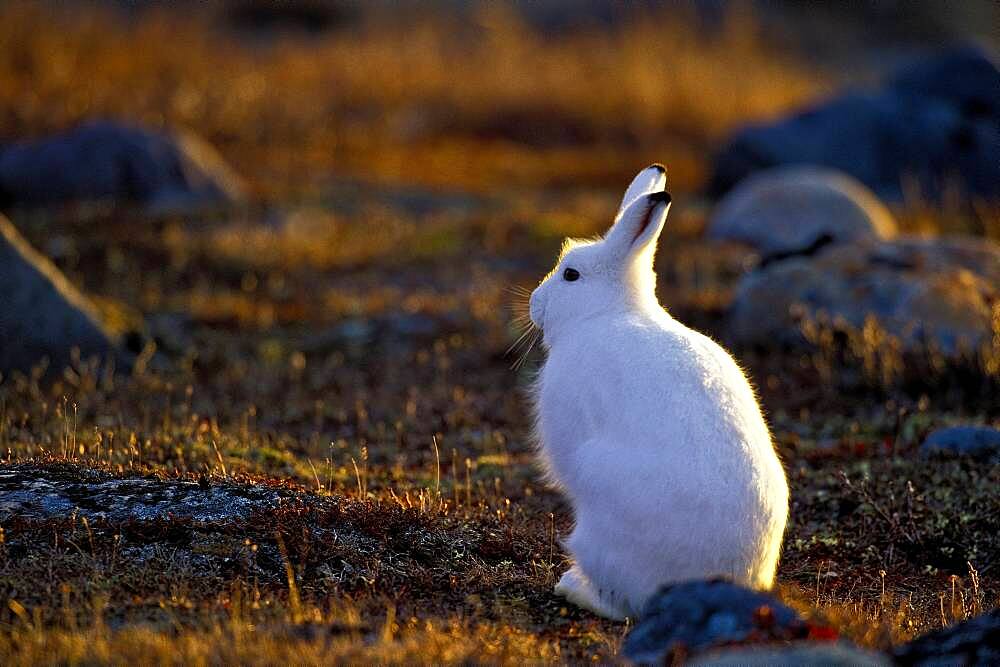 Arctic Hare (Lepus Arcticus) in Fall tundra setting at sunset, Churchill, MB, Canada