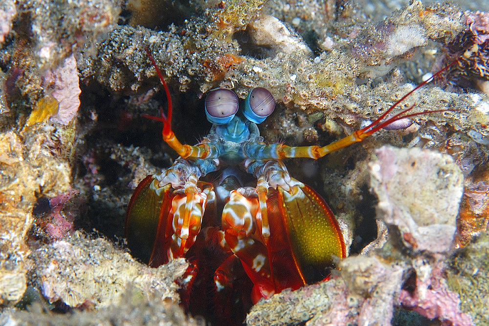 Mantis shrimp, Odontodactylus scyllarus, Dauin, Dumaguete, Negros Island, Philippines.