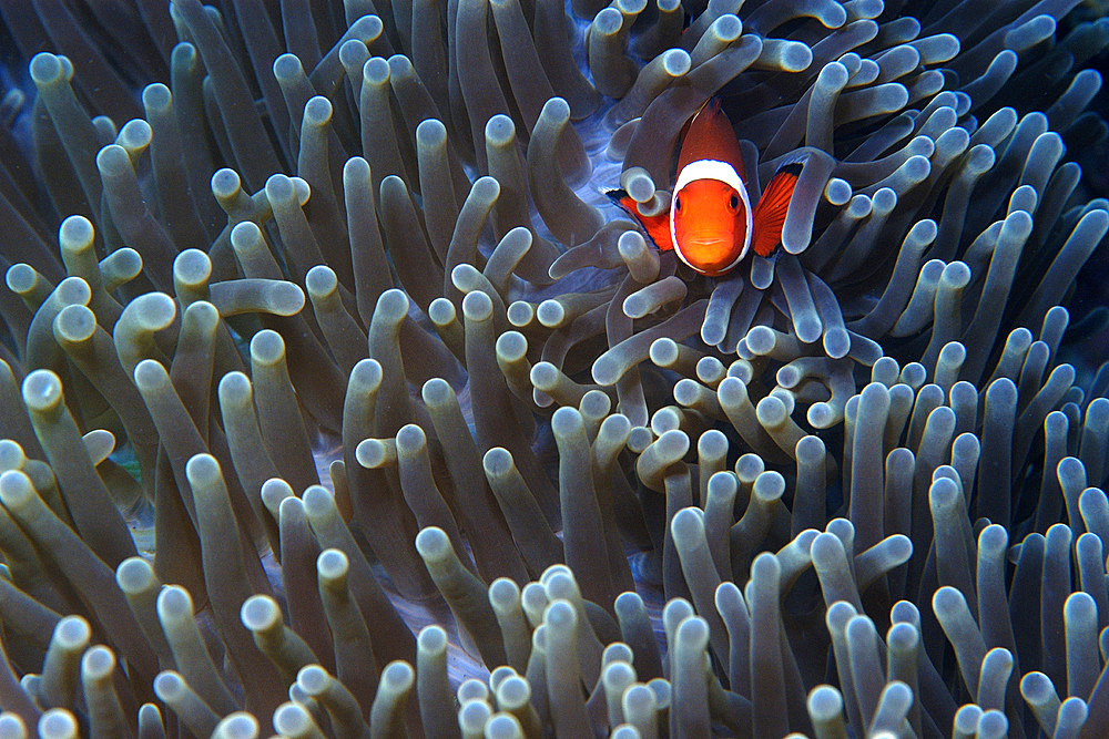 False clown anemone fish, Amphiprion ocellaris, Dauin, Dumaguete, Negros, Philippines.