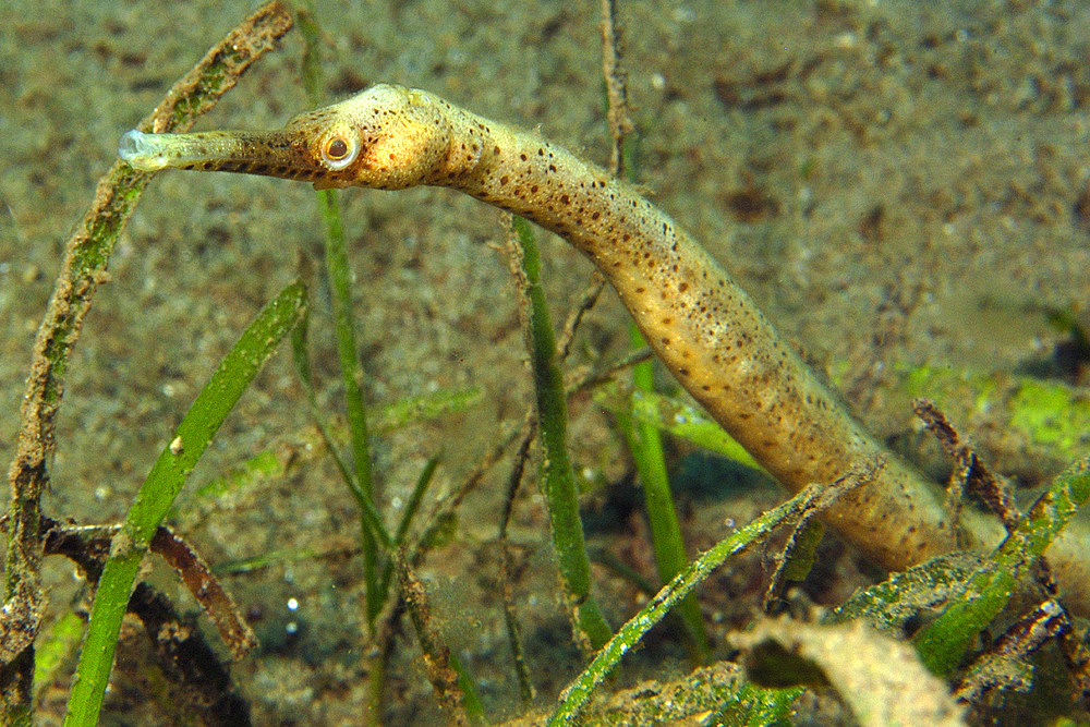 Short-tailed pipefish, Trachyrhamphus bicoarctatus, Masaplod, Dumaguete, Negros Island, Philippines..