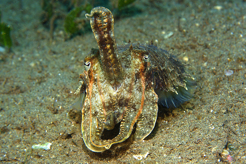 Reef cuttlefish, Sepia sp., displaying defensive posture, Dumaguete, Negros Island, Philippines.