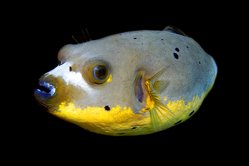 Blackspotted puffer fish, Arothron nigropunctatus, Dumaguete, Negros, Philippines, Visayan sea.