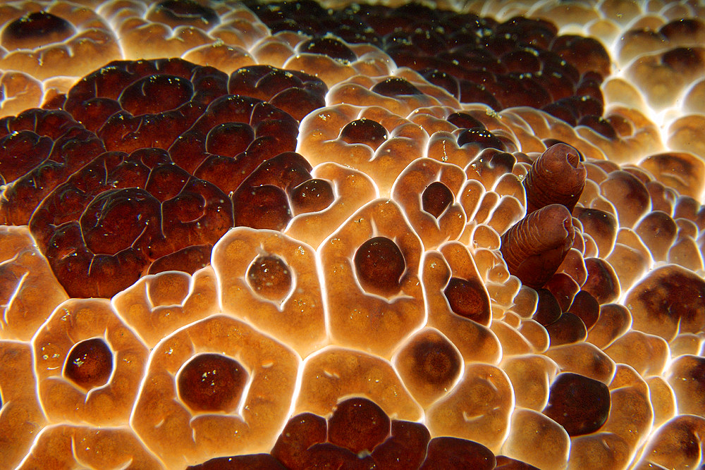 Pleurobranch slug, Pleurobranchus grandis, night, Dumaguete, Negros, Philippines.