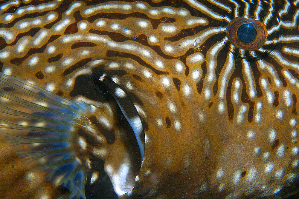 Map puffer, Arothron mappa, Skin texture detail, Dumaguete, Negros, Philippines, Visayan sea.