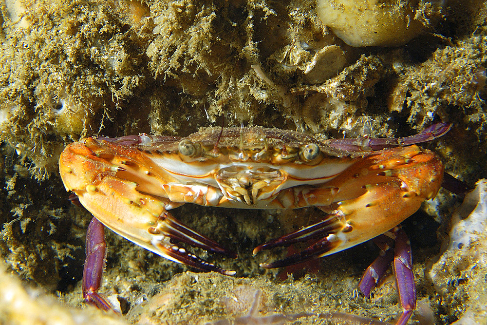 Swimming crab, Charybdis acutifrons, Gato Island, Cebu, Philippines.