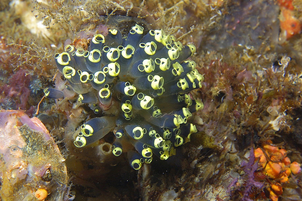 Ascidian colony, Clavelina robusta, Gato Island, Cebu, Philippines.