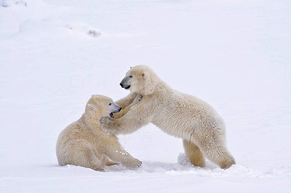 Polar Bear (Ursa maritimus) on sub-arctic Hudson Bay ice and snow, Churchill, MB, Canada