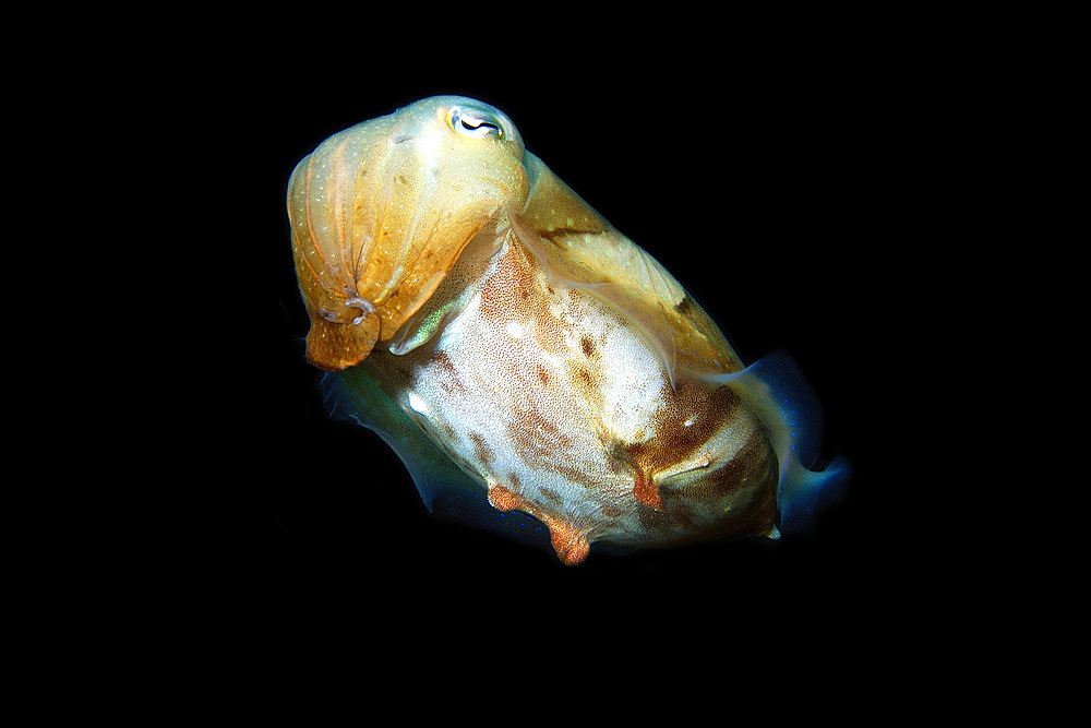 Broadband cuttlefish, Sepia latimanus, in sandy bottom, Gato Island, Cebu, Philippines.