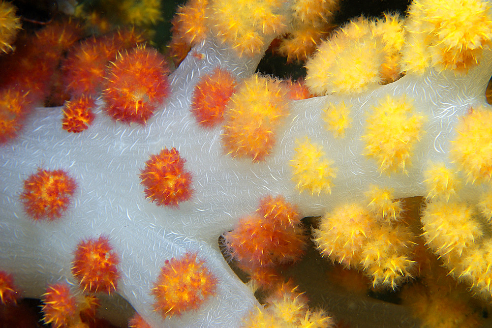 Soft coral, Dendronephthya sp., Lapus Lapus Island marine park, Malapascua, Cebu, Philippines.