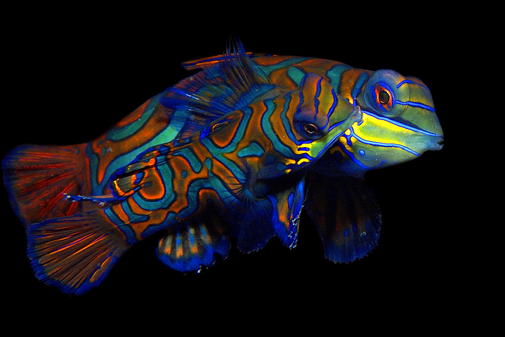 Pair of mandarinfish, Synchiropus splendidus, mating, Malapascua ,Cebu, Philippines, Visayan Sea.