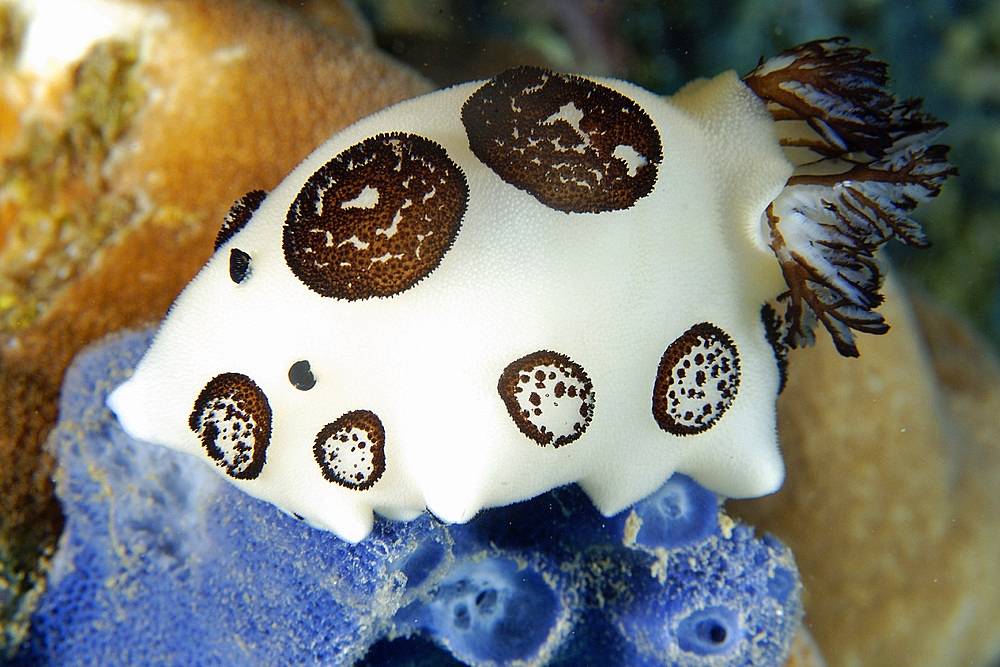 Nudibranch, Jorunna funebris, feeding on blue sponge, Haliclona sp., Monkey beach, Puerto Galera, Mindoro, Philippines.