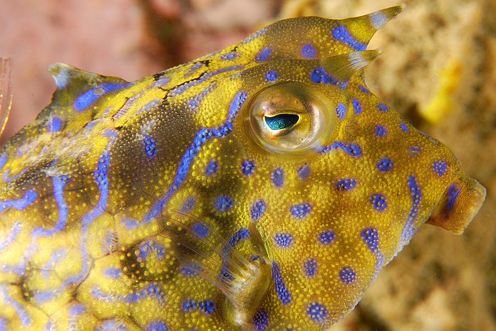 Thornback cowfish, Lactoria fornasini, Sabang wreck, Puerto Galera, Mindoro, Philippines.