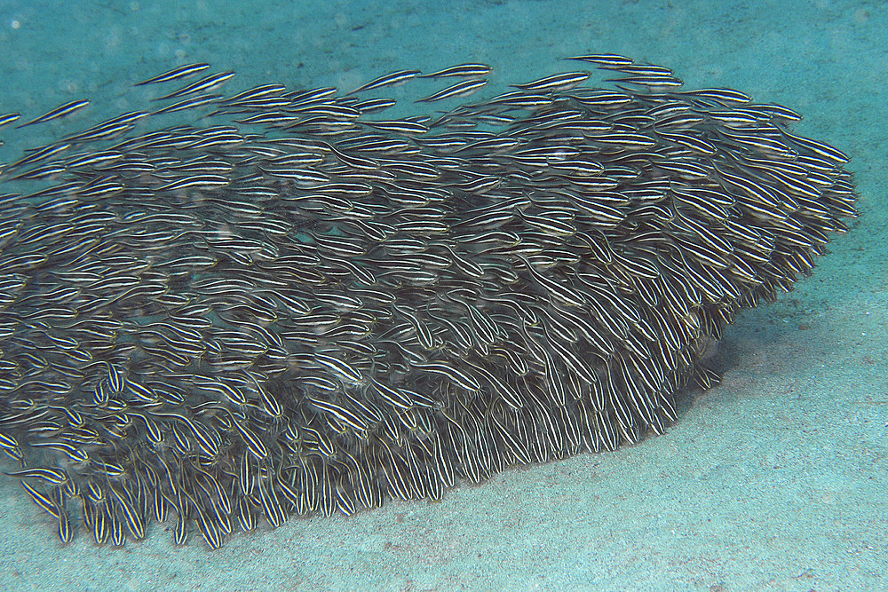 Juvenile striped catfish, Plotosus lineatus, schooling and feeding on sandy bottom, Puerto Galera, Mindoro, Philippines.