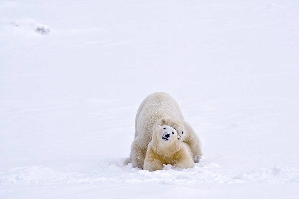 Polar Bear (Ursa maritimus) on sub-arctic Hudson Bay ice and snow, Churchill, MB, Canada