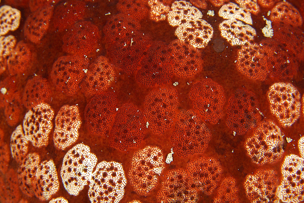 Cushion star, Culcita novaguineae, skin texture, Small La Laguna, Puerto Galera, Mindoro, Philippines.