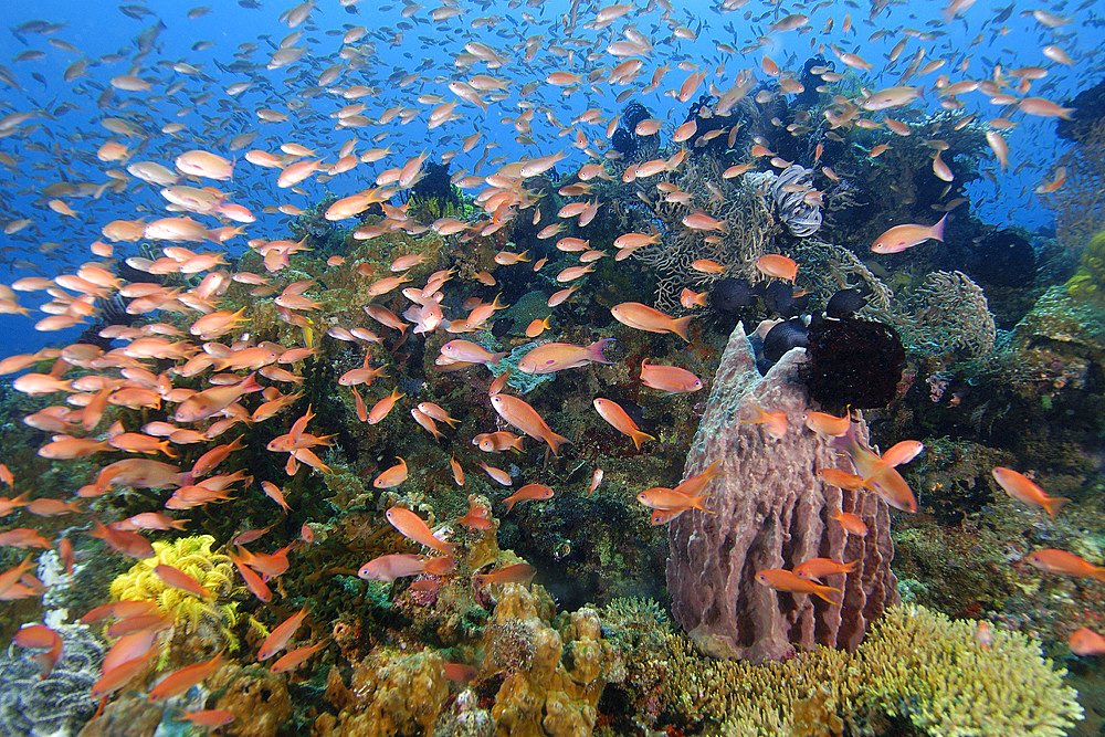 Thousands of scalefin anthias, Pseudanthias squamipinnis, hover over corals and barrel sponge, Puerto Galera, Mindoro, Philippines.