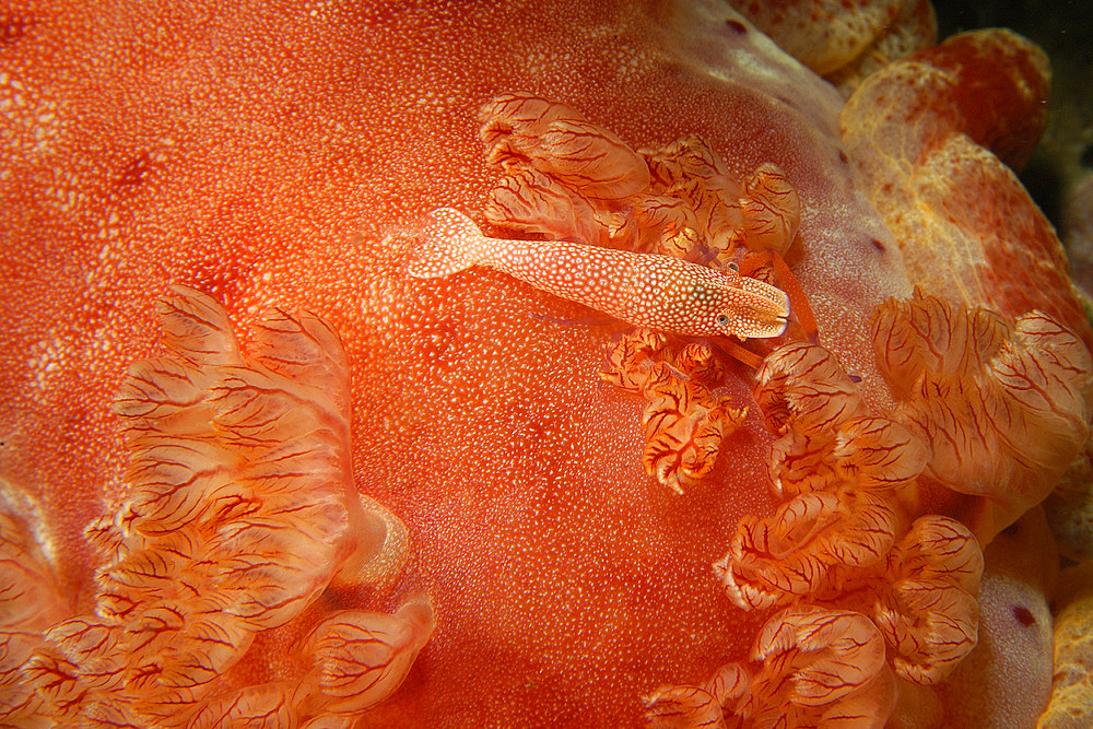 Emperor shrimp, Periclimenes imperator, next to gills of spanish dancer, Hexabranchus sanguineus, night, Puerto Galera, Mindoro, Philippines.