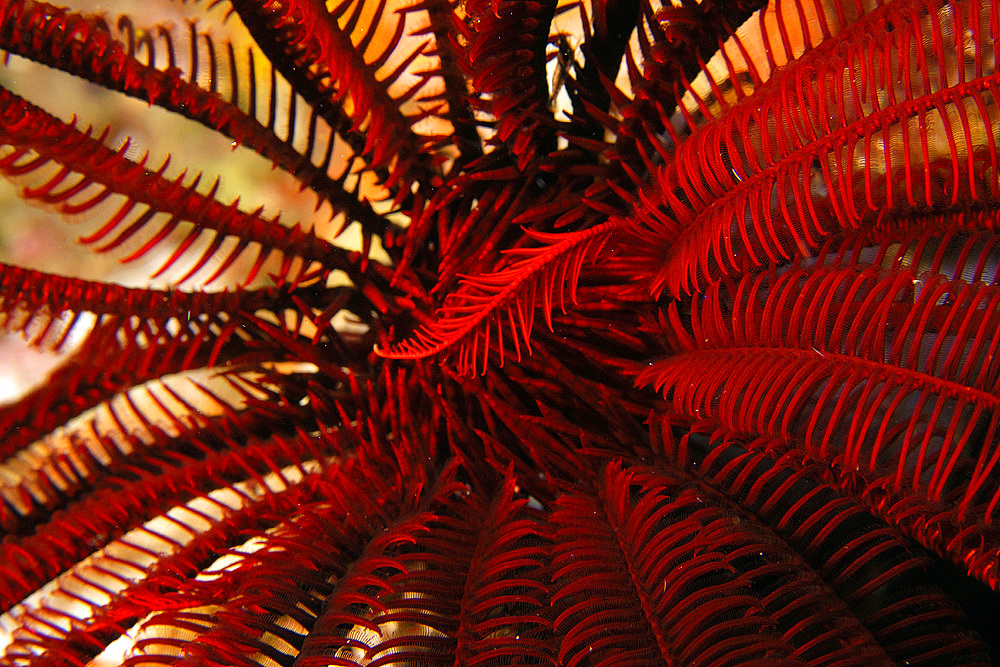 Feather star, possibly Oxycomanthus bennetti, West Escarceo, Puerto Galera, Mindoro, Philippines.