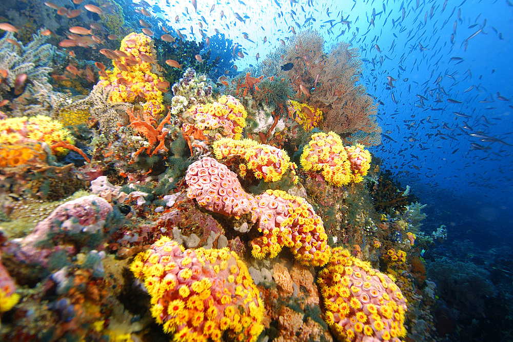 Reef wall covered with soft corals and gorgonians, mainly orange cup coral, Tubastrea faulkneri, Verde Island, Philippines.