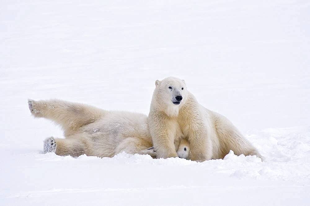 Polar Bear (Ursa maritimus) on sub-arctic Hudson Bay ice and snow, Churchill, MB, Canada