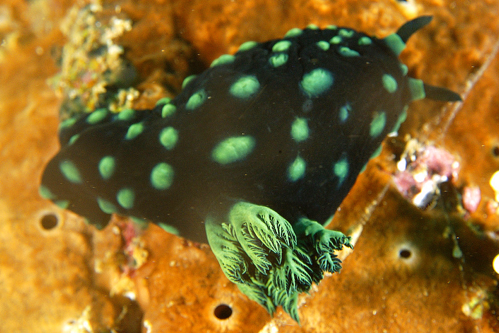 Polycerid nudibranch, Nembrotha cristata, external gill detail, Puerto Galera, Mindoro, Philippines..