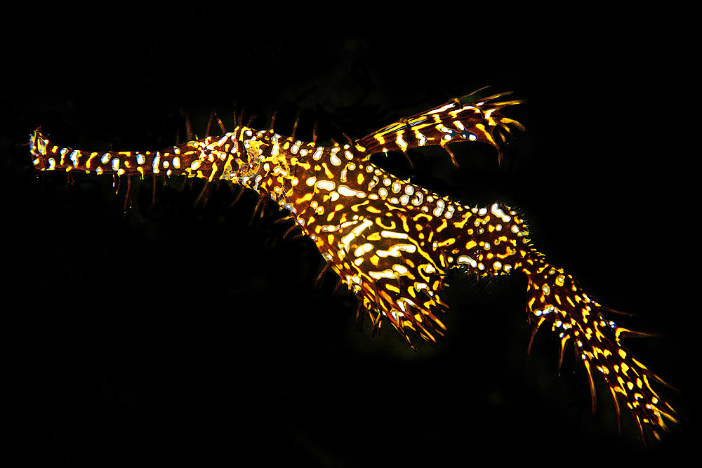 Ornate ghost pipefish, Solenostomus paradoxus, Dumaguete, Negros Island, Philippines.