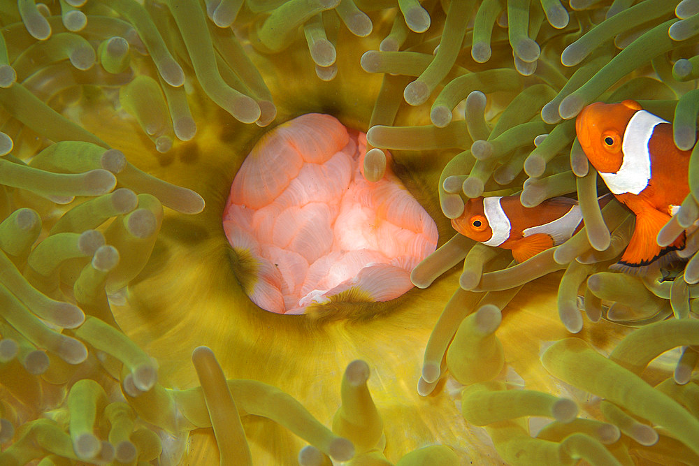 Pair of false clown anemonefish, Amphiprion ocellaris, in anemone, Daiun, Negros, Philippines.