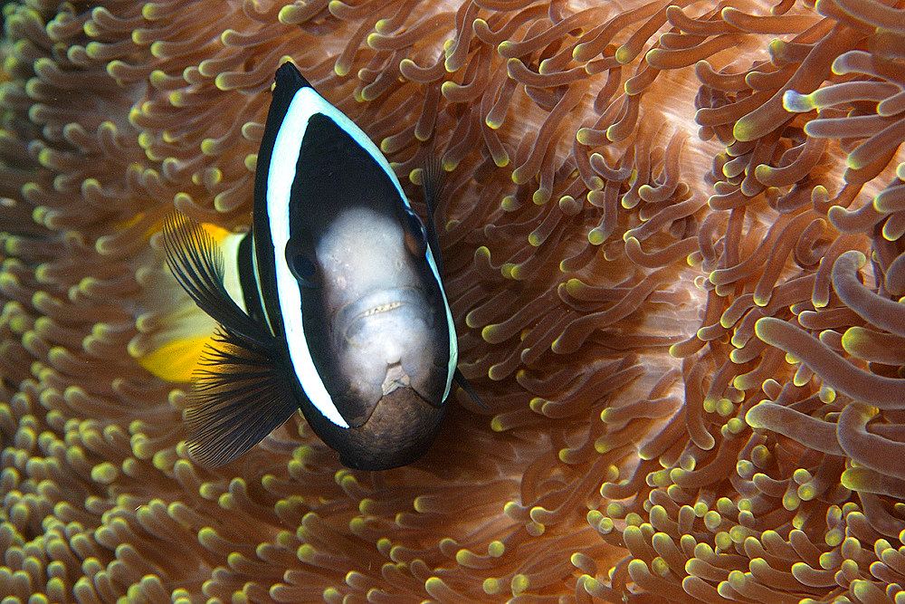 Clark's anemonefish, Amphiprion clarkii, unusual color variant, male, Dauin, Negros, Philippines..