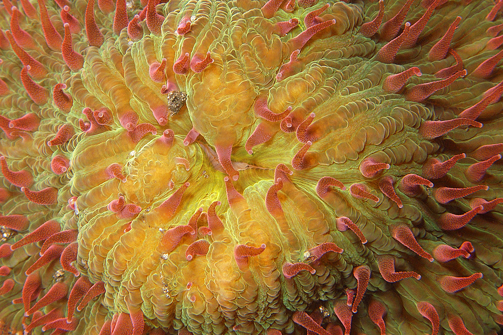 Mushroom coral, Ctenactis sp., night, Dumaguete, Negros Island, Philippines.