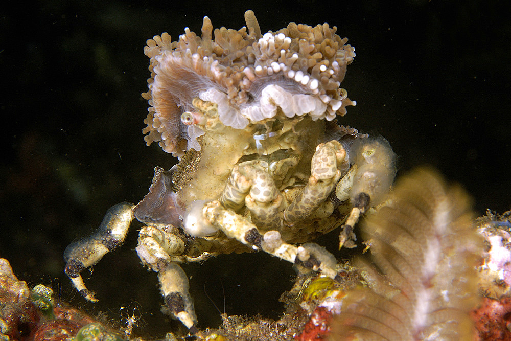 Decorator spider crab, Cyclocoeloma tuberculata, Dumaguete, Negros, Philippines.