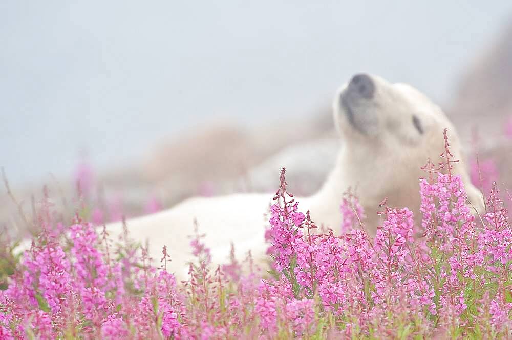 Polar Bear (Ursa maritimus) in fireweed (Epilobium angustifolium) on an island off the sub-arctic coast of Hudson Bay, Churchill, Manitoba, Canada. Bears come to spend the summer loafing on the island and looking for a careless seal or dead whale to wash up. Global warming has shortened their winter so they are increasingly looking for food in the summer.