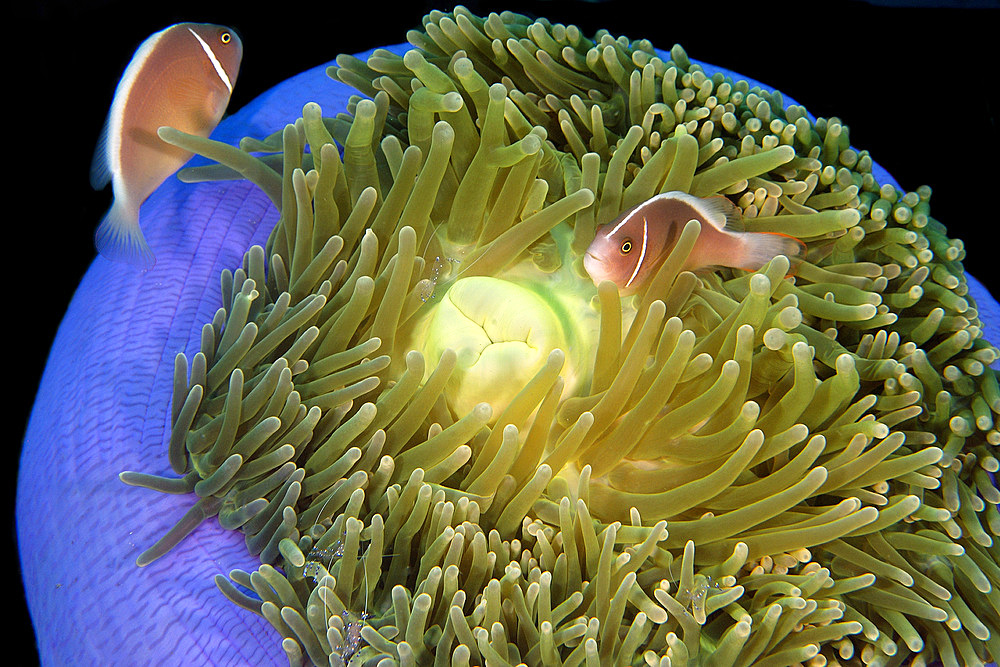 Pink anemone fish, Amphiprion periderion, on magnificent sea anemone, Heteractis magnifica, Dumaguete, Negros, Philippines.