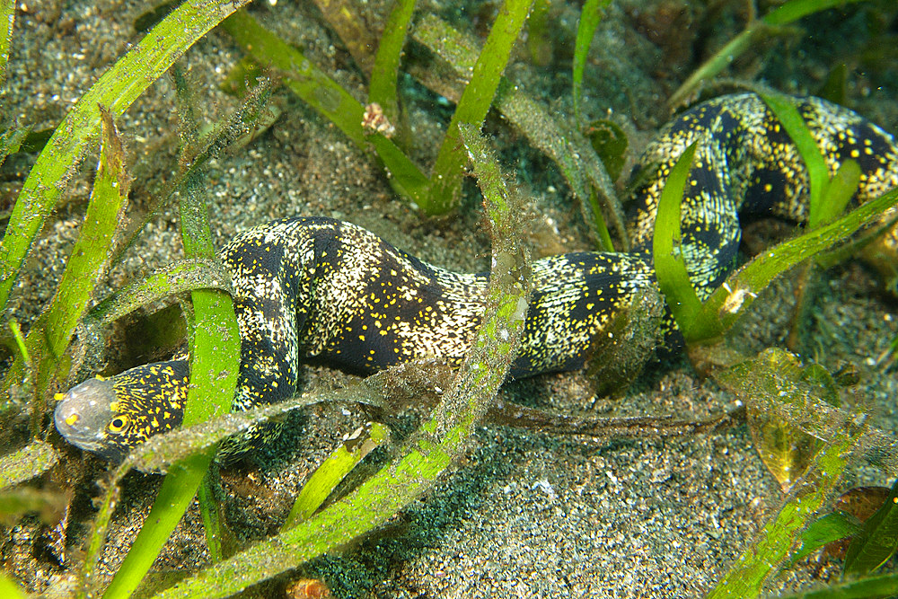 Snowflake moray eel, Echidna nebulosa, scavenging in seagrass beds, Dumaguete, Negros, Philippines, Visayan sea.